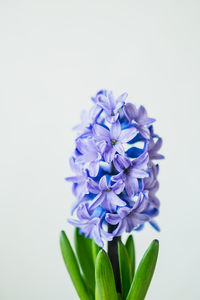 Close-up of purple flower against white background