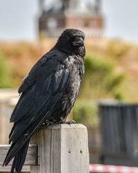 Close-up of bird perching on wooden post