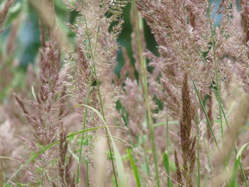 Close-up of fresh plants on field