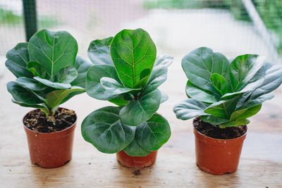 Close-up of potted plant