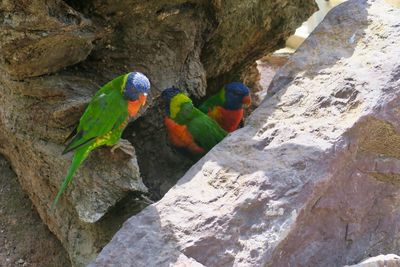 Birds perching on rock