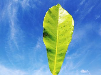 Low angle view of leaf against blue sky