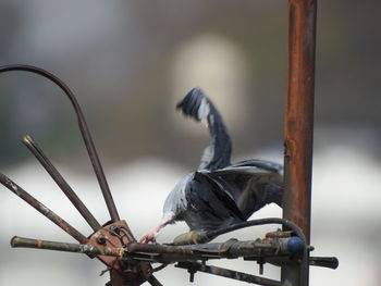 Close-up of bird perching on metal