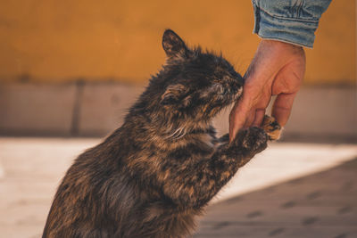 Midsection of person holding dog outdoors