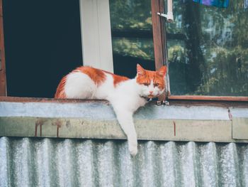 Portrait of cat by window