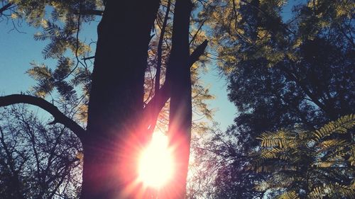 Sun shining through trees