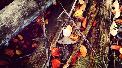 Close-up of leaves on wood