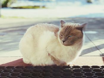 Close-up of a cat looking away