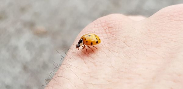 Close-up of ladybug on hand