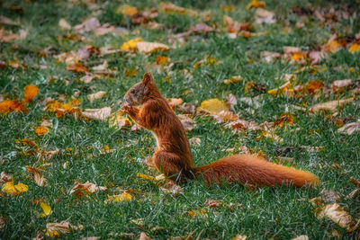 Squirrel on a field