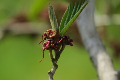 Close-up of red flowering plant