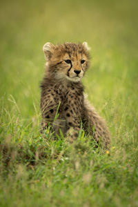 Portrait of cat on field