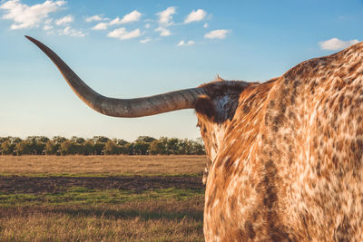 Close-up of domestic cattle on grassy field against sky