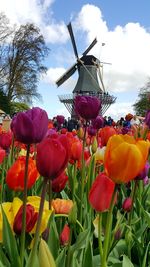 Close-up of tulips blooming on field against sky