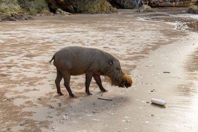 Bearded pig walking along the beach near the sea.