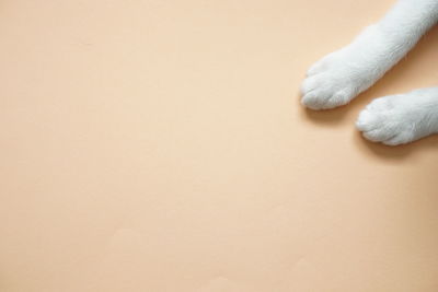 High angle view of white cat feet