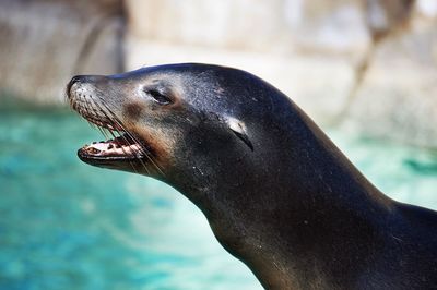 Profile view of seal at aquarium