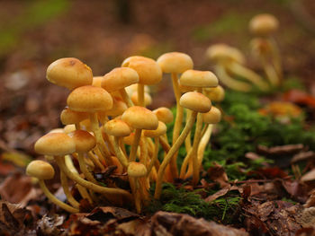 Close-up of mushrooms growing on field