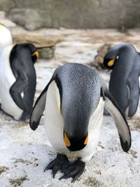 Beautiful penguins resting  