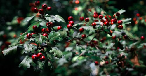 Red berries growing on tree