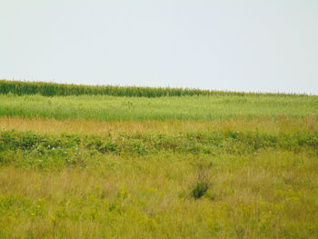 Scenic view of field against clear sky