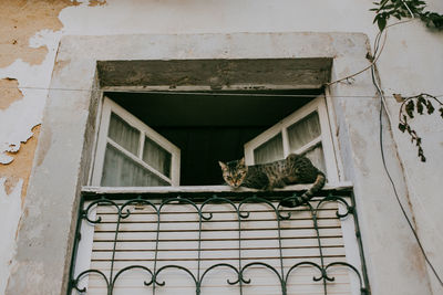 Cat looking through window of building