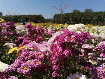 Close-up of pink flowering plants on field