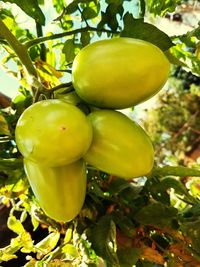 Close-up of lemons on tree