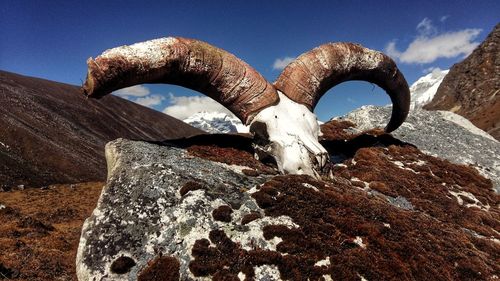 Low angle view of animal skull on rock