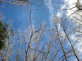 Low angle view of bare trees against sky