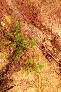 Plants growing in the background