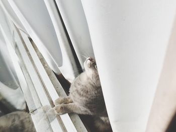 Close-up of a cat sleeping