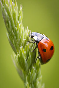 Close-up of ladybug on leaf