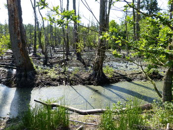 Scenic view of river in forest