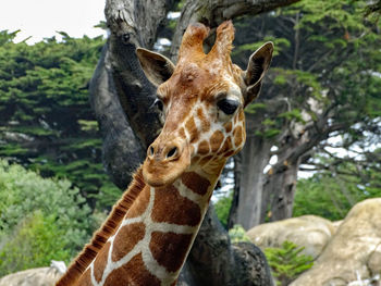 Close-up of giraffe