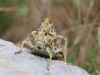 Close-up of insect on rock