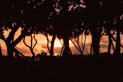 Silhouette of trees at sunset