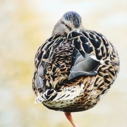 Close-up of a bird