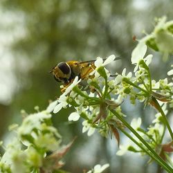 Close-up of bee on flower