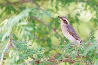 animal wildlife