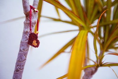 Close-up of frost on plant