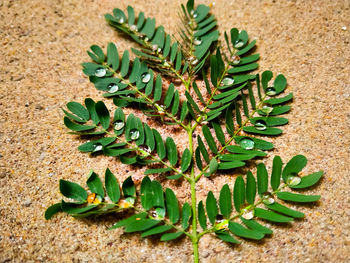 High angle view of succulent plant on field