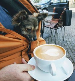 Close-up of a dog holding coffee cup