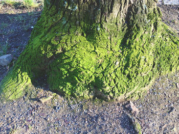 Plants growing on tree trunk