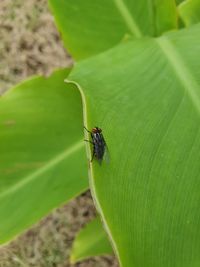 Close-up of insect on leaf