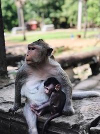 Portrait of a monkey looking away