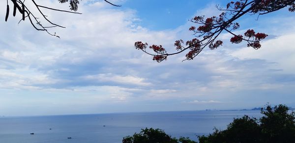 Low angle view of tree by sea against sky