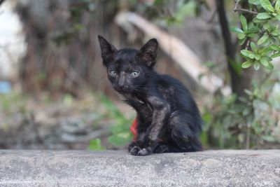 Portrait of black cat sitting on plant