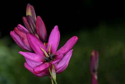 Close-up of pink flowering plant