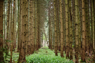 Trees growing in forest